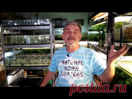 (4) Аквариумная разводня объемом 5 тонн в 9 кв. метрах! - YouTube