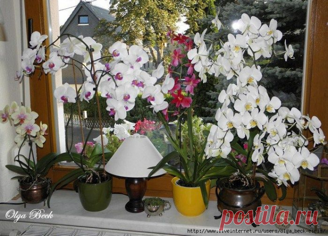 Орхидеи Phalaenopsis . Ошибки и опыт по уходу