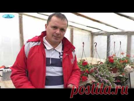Забудьте о белокрылке на своём участке! Лёгкое решение проблемы с белокрылкой.