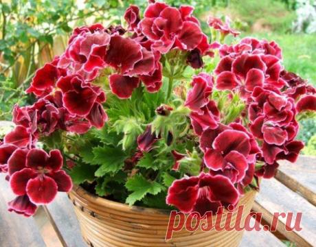 Пикантный лук-порей: посадка и выращивание