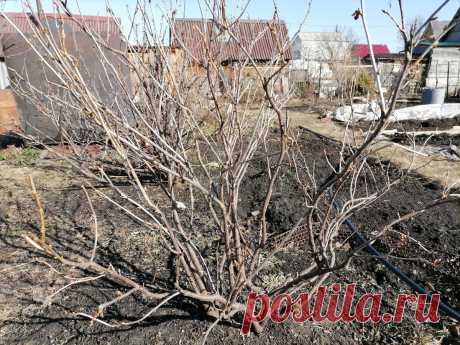 Уход за смородиной в апреле - эти мероприятия позволят получить летом богатый урожай | Дачный дневник пенсионерки | Яндекс Дзен