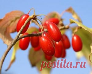 Природный поливитамин – растение кизил