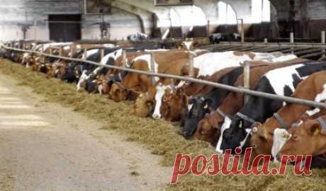 Компания BioSide представляет Вашему вниманию уникальный продукт Минеральный сорбент Fiber (осушитель) для всех видов птиц и животных.
 Минеральный сорбент Fiber (осушитель) для свиней 
Создает и сохраняет благоприятный микроклимат в помещении с животными. 
Устраняет неприятный запах и подавляет бактерии. 
ED-Sorb 15 помогает снизить количество бактерий и вирусов. 
Это семейства бактерий стафило
