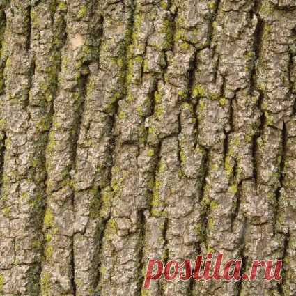 Кора-Природа-Бесплатные фотографии Скачать бесплатно