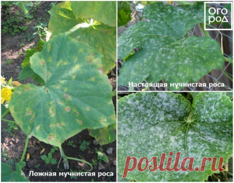 Как продлить плодоношение огурцов? | Огурцы (Огород.ru)