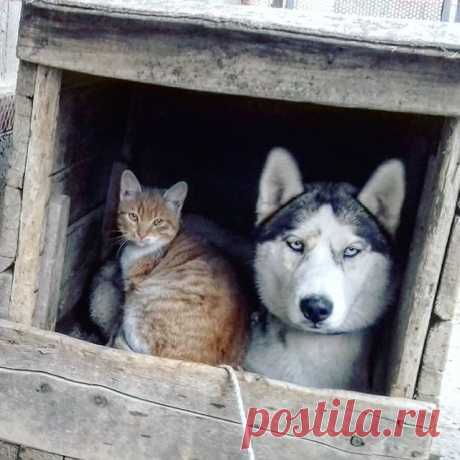 Кто сказал, что гусь свинье не товарищ / Питомцы