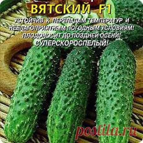 Огурец Вятский F1, 7 шт.