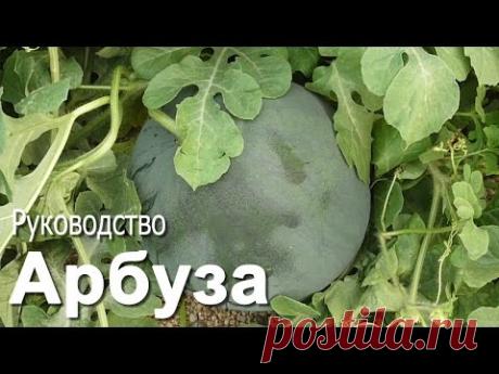Арбуз Огонек: фото, как вырастить и посадить рассаду, описание сорта, отзывы, уход