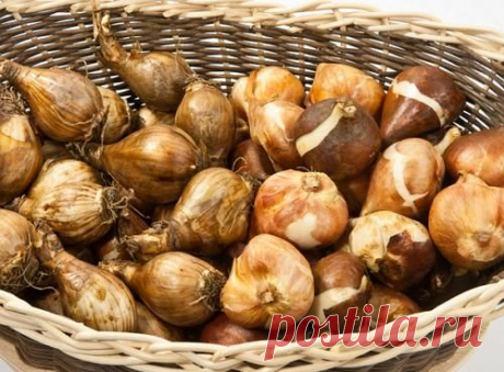 Осенняя посадка луковичных цветов