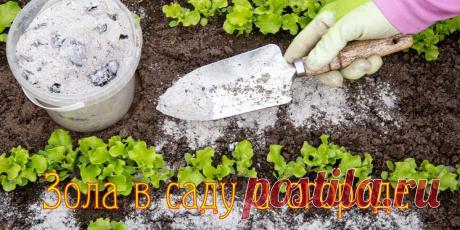 Зола в саду и огороде: натуральное удобрение и защита