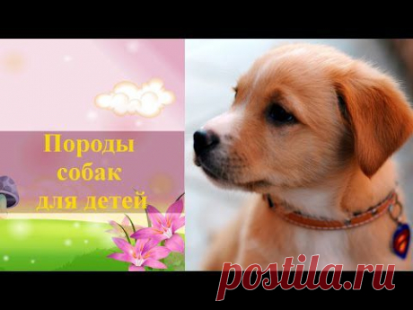 Какие есть породы собак, фото и названия. Породы собак для детей - YouTube