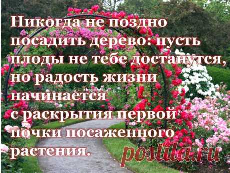 Никогда не поздно посадить дерево: пусть плоды не тебе достанутся, но радость жизни начинается с раскрытия первой почки посаженного растения.
