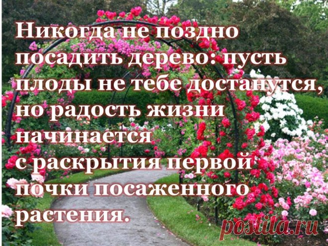 Никогда не поздно посадить дерево: пусть плоды не тебе достанутся, но радость жизни начинается с раскрытия первой почки посаженного растения.