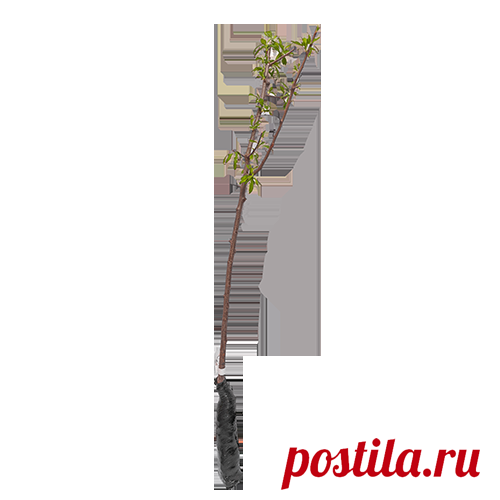 Купить Яблоня красномясая Байя Мариса с доставкой почтой по Казахстану-цена 2373 тенге