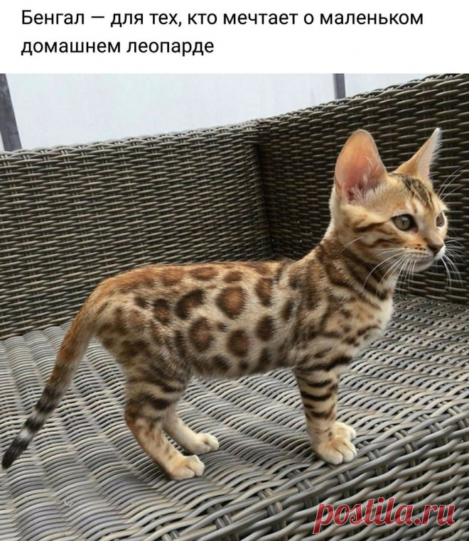 ......