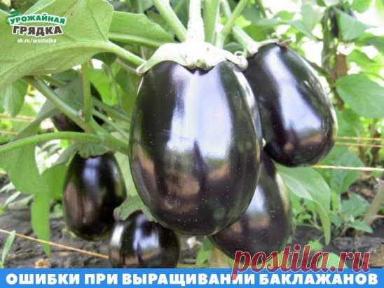 ОШИБКИ ПРИ ВЫРАЩИВАНИИ БАКЛАЖАНОВ
Слишком поздняя посадка семян на рассаду приводит к снижению урожая. 
70-80 — дневная рассада баклажана имеет урожайность на 60% больше, чем рассада 60-ти дневного возраста. Поэтому начинать выращивать рассаду необходимо как можно раньше, а именно в первой половине февраля!
При выращивании рассады в контейнерах ее приходится пересаживать, а рассада баклажанов, ее корневая система очень плохо переносит пересадку. Именно поэтому семена на ра...