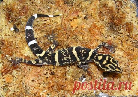 Гониурозавр Ямашины (Goniurosaurus yamashinae), о. Кумэдзима (Япония).
https://www.iucnredlist.org/details/18917785/0