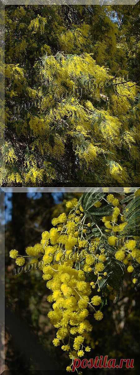Акация серебристая или Акация подбелённая (Acacia dealbata) - комнатные растения и цветы для сада: выращивание, местоположение, температура, полив, пересаживание, размножение, болезни и вредители