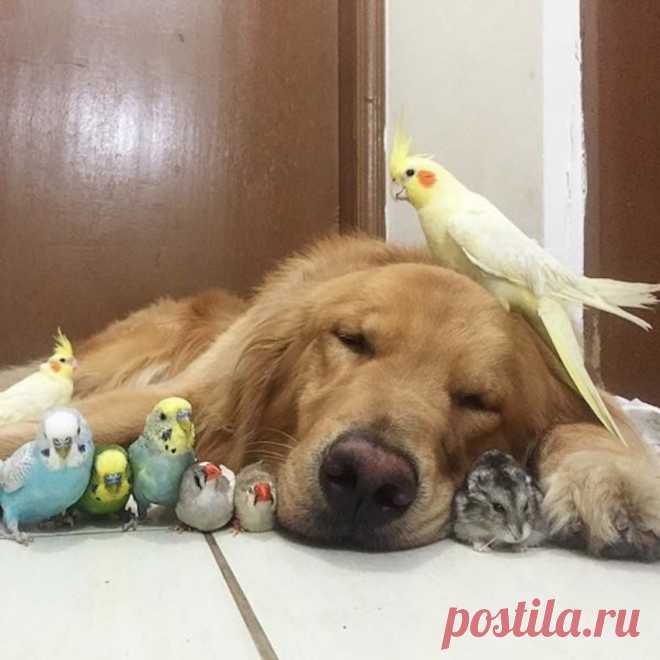 Не шумим, ребята! Наш лохматый брат спит!