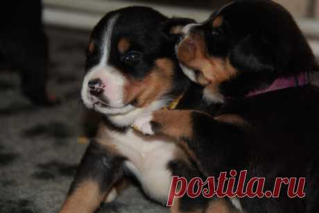 Available for sale GSMD Eberron L...... 4 females