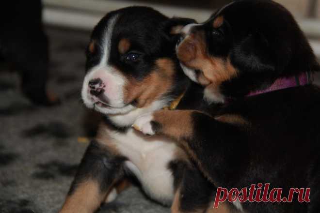 Available for sale GSMD Eberron L...... 4 females