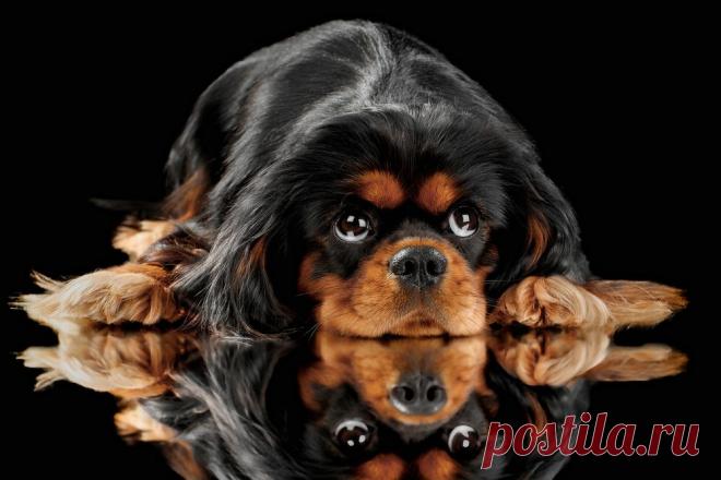 Обои: мордашка, чёрный, Английский той-спаниель, взгляд, собака, отражение