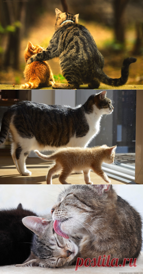 Как подружить взрослую кошку и маленького котёнка | PetZona.Ru | Яндекс Дзен