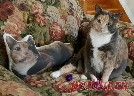 Эти очаровательные котики поднимут вам настроение!