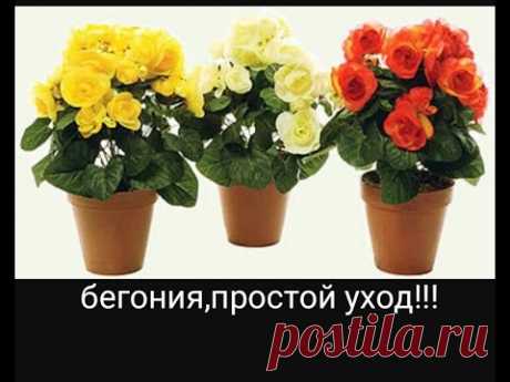 БЕГОНИЯ, уход, выращивание,размножение и меры борьбы с вредителями :)