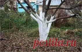 СОСТАВ ПОБЕЛКИ ДЛЯ ДЕРЕВЬЕВ СВОИМИ РУКАМИ