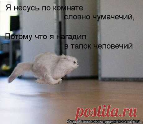 Алекс Андр
Коты похожи на мужиков. Если они ласковые, значит хотят жрать или где-то нагадили.