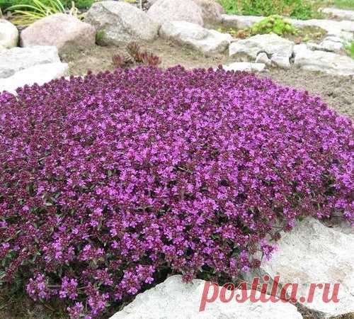 Чабрец —  букетик для Богородицы. Посадка и уход