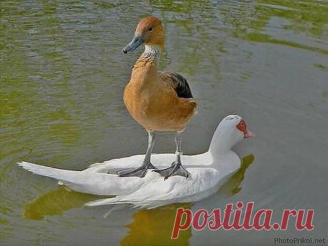 Василий Тимошин vasiliy-timoshin (Vasilek), Москва, Россия на Мой Мир@Mail.RU