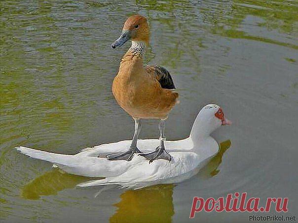 Василий Тимошин vasiliy-timoshin (Vasilek), Москва, Россия на Мой Мир@Mail.RU