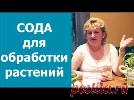Сода для обработки растений - виноград, крыжовник, смородина, огурцы, капуста. Дедовские рецепты