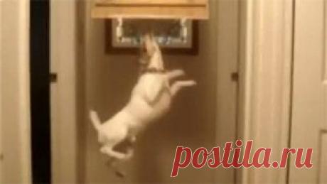 Новое видео с животными - Cмотреть смешное видео, подборки неудач, видео приколы, играть флэш игры онлайн, просматривать смешные и интересные картинки абсолютно бесплатно