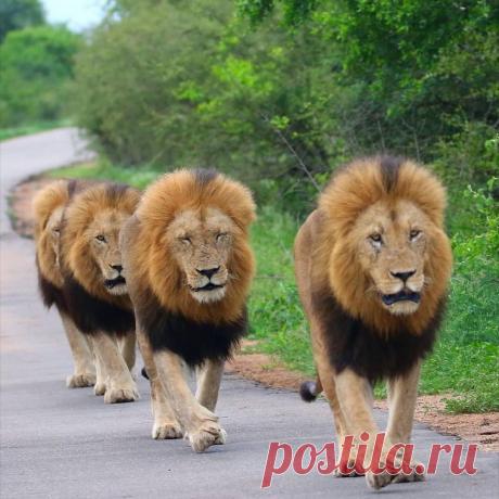 Смешная дикая природа