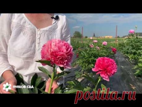 Mary Jo Legare peony. Мари Джо Легар пион