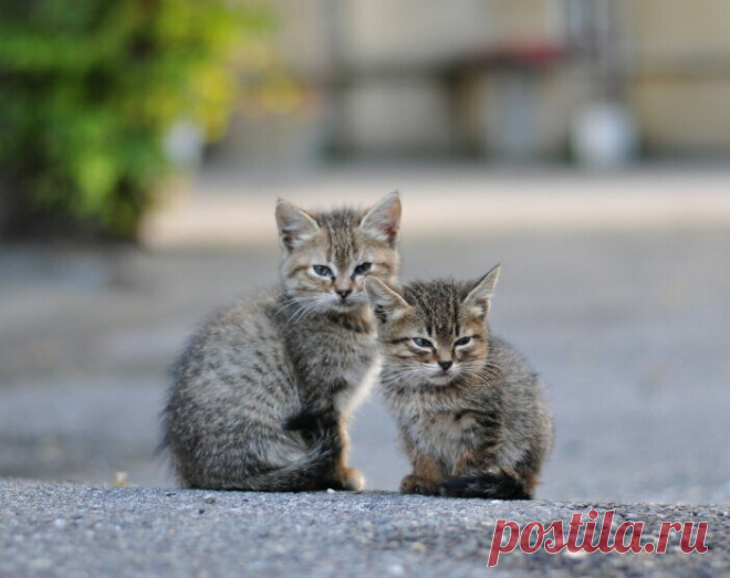 Осенние подкидыши. Что происходит с котятами, которых бросают нерадивые дачники