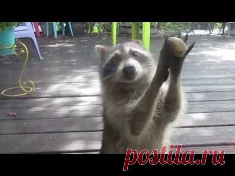 Rocksy the Raccoon knocks at the door for food!  LOL