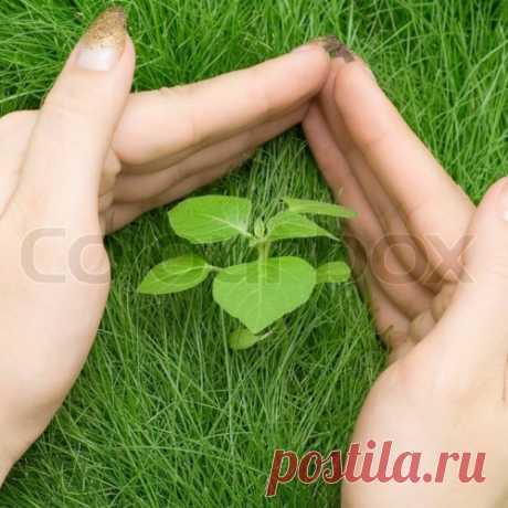 Растения-обереги от сглаза и порчи.