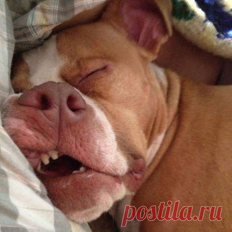 Спят усталые щеночки, в миске спят