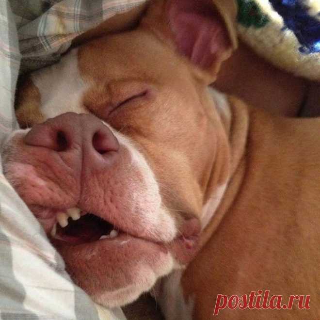 Спят усталые щеночки, в миске спят