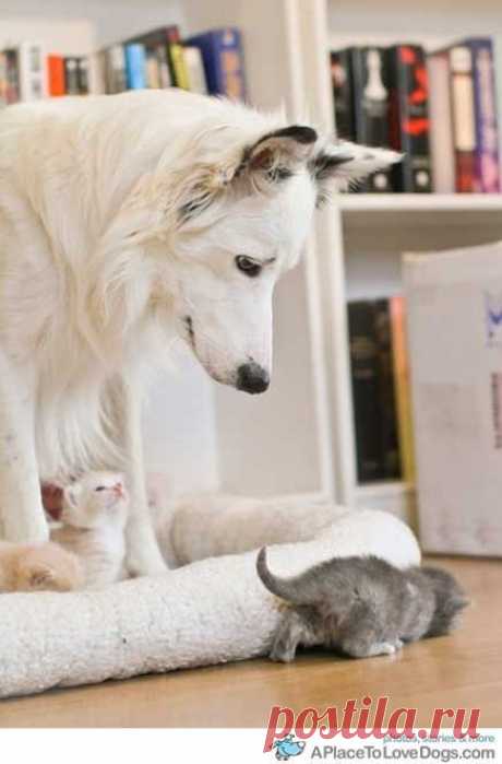 Watching Over The Wee Ones...look at that tiny little ... / So....C... on imgfave