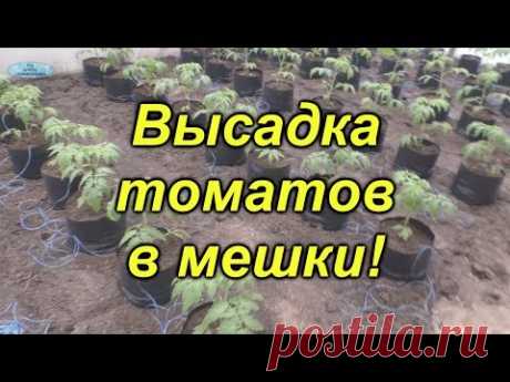 Высадка томатов в пакетах - отличный способ для раннего урожая!