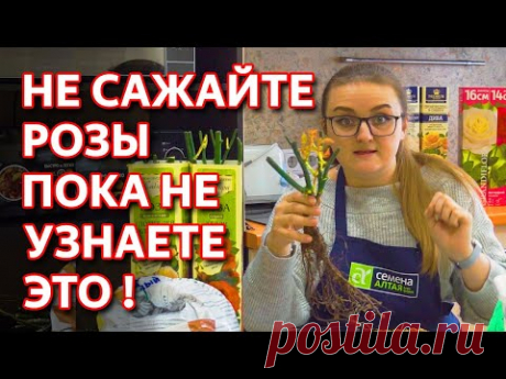 Как посадить розу весной. Суперспособ! Как правильно сажать розы.