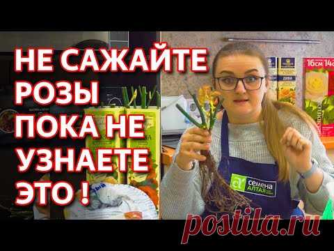 Как посадить розу весной. Суперспособ! Как правильно сажать розы.