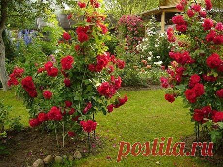 6 ОШИБОК В ВЫРАЩИВАНИИ РОЗ НА ДАЧЕ:

1. Сажая розу в грунт, не следует оставлять прививку на поверхности почвы. Лучше углубить корневую шейку растения на 2-3 сантиметра в грунт.

2. Нельзя обрезать садовые розы на зиму. Так, растение теряет жизненные силы и уходит на зимовку ослабевшим. Обрезать розу лучше весной, удаляя подмерзшие и погибшие побеги до места первой почки на цветке.

3. Розу лучше поливать прохладной водой. Полив – обильный, но редкий.

4. Не следует произв...