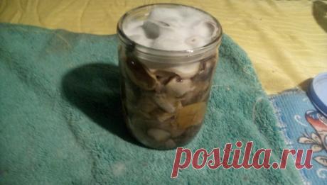 Самый правильный способ соления грибов. Публикация для новичков | Книга Грибов | Дзен