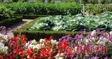 Цветущий огород | 6 соток